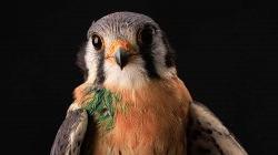 Kestral