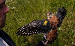 A tagged kestrel in Harmony Township, N.J., held by John Smallwood, biology professor