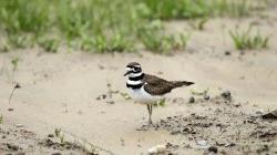 killdeer bird