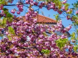 blossoms on trees in the spring