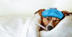 Dog sleeping in bed with a thermometer in his mouth